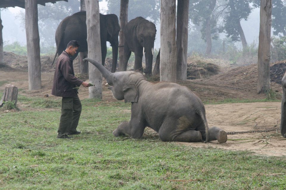 Elephant Safari