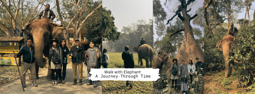 Walk with Elephant in the Jungle