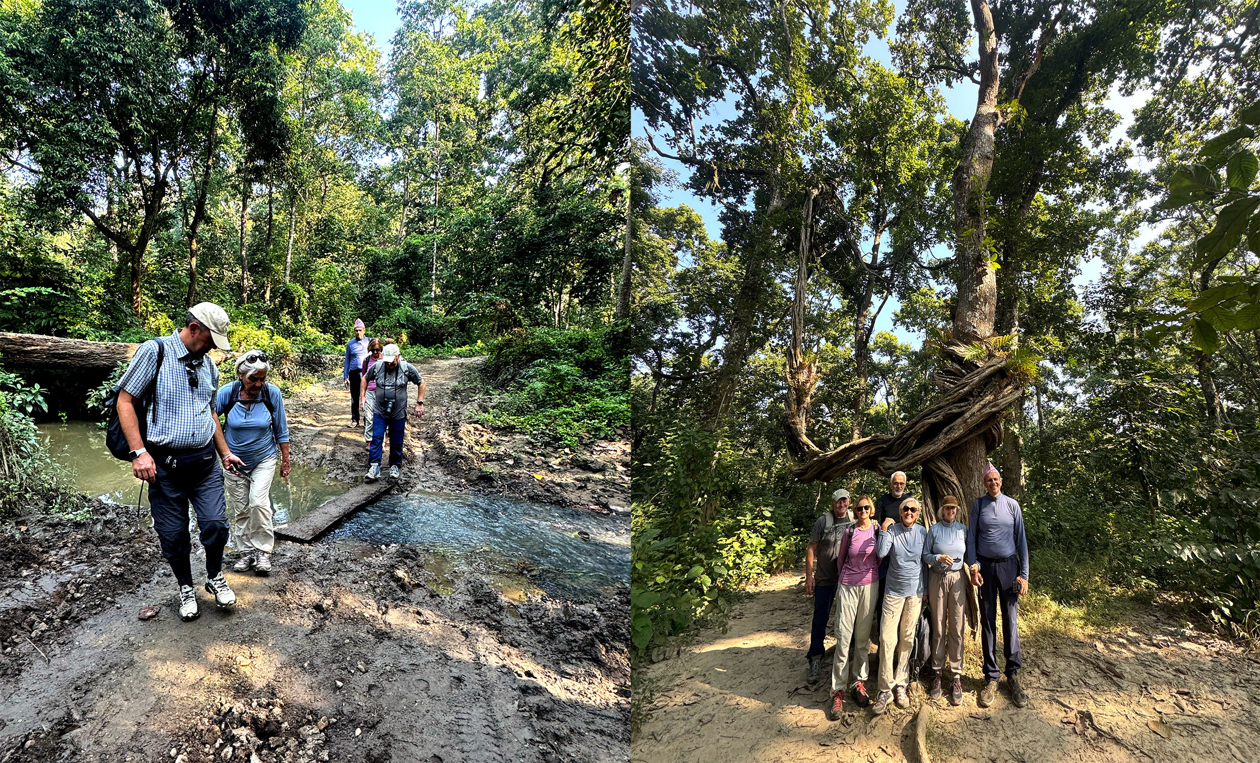 Jungle Walk