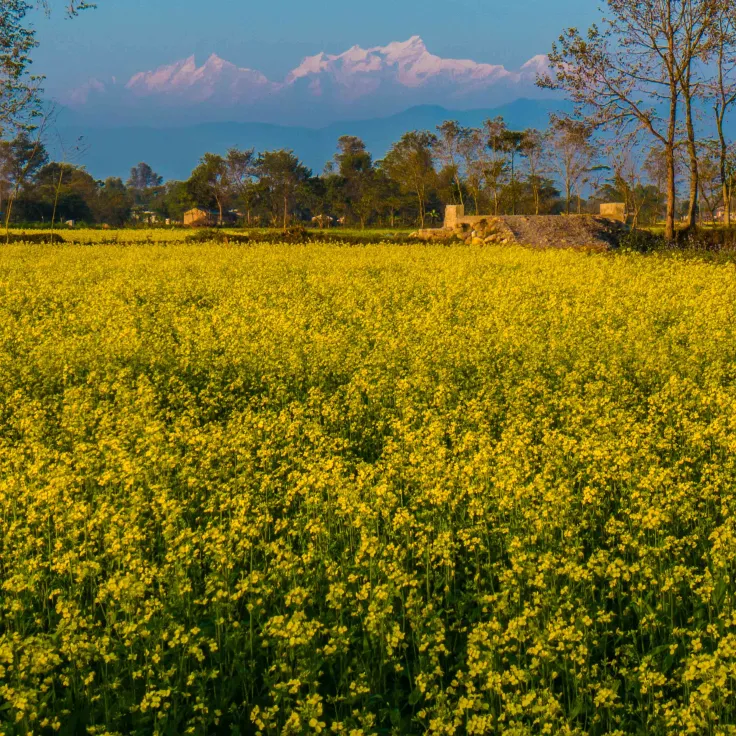 Village Tour-Chitwan